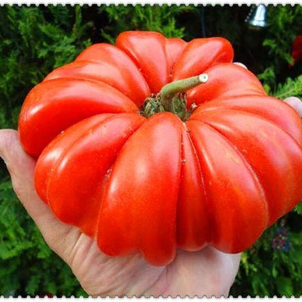 30 Giant Oxheart Tomato Seeds - Seed World