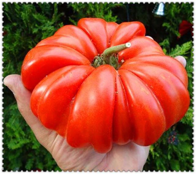 30 Giant Oxheart Tomato Seeds - Seed World