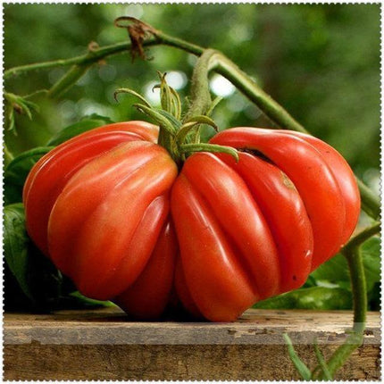 30 Giant Oxheart Tomato Seeds - Seed World