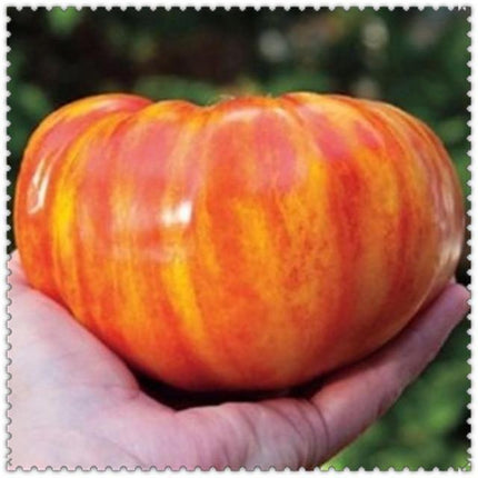 30 Giant Oxheart Tomato Seeds - Seed World