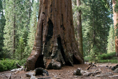 30 Giant Sequoia (Sequoiadendron Giganteum) Seeds - Seed World