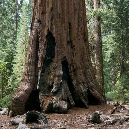 30 Giant Sequoia (Sequoiadendron Giganteum) Seeds - Seed World