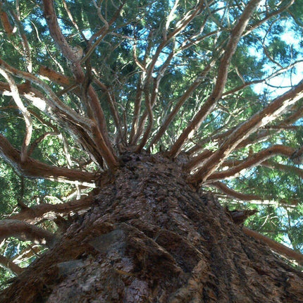 30 Giant Sequoia (Sequoiadendron Giganteum) Seeds - Seed World