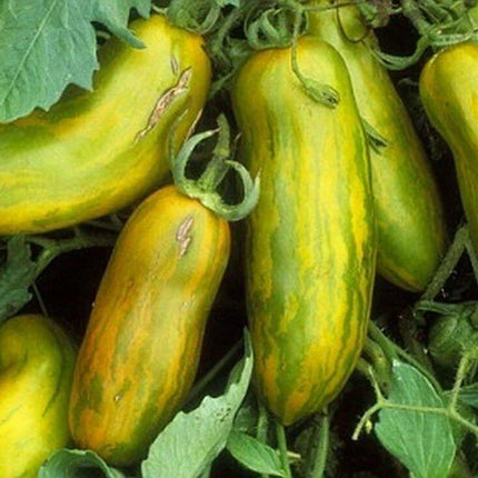 30 Green Sausage Heirloom Tomato Seeds - Seed World