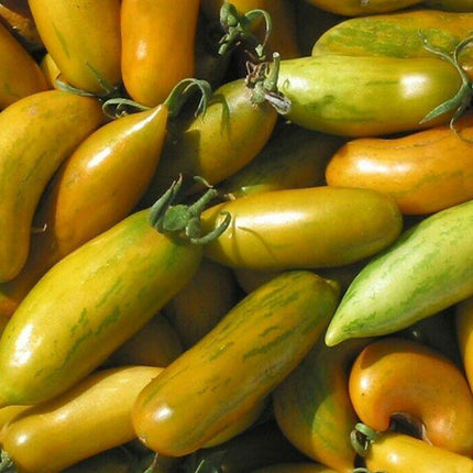 30 Green Sausage Heirloom Tomato Seeds - Seed World