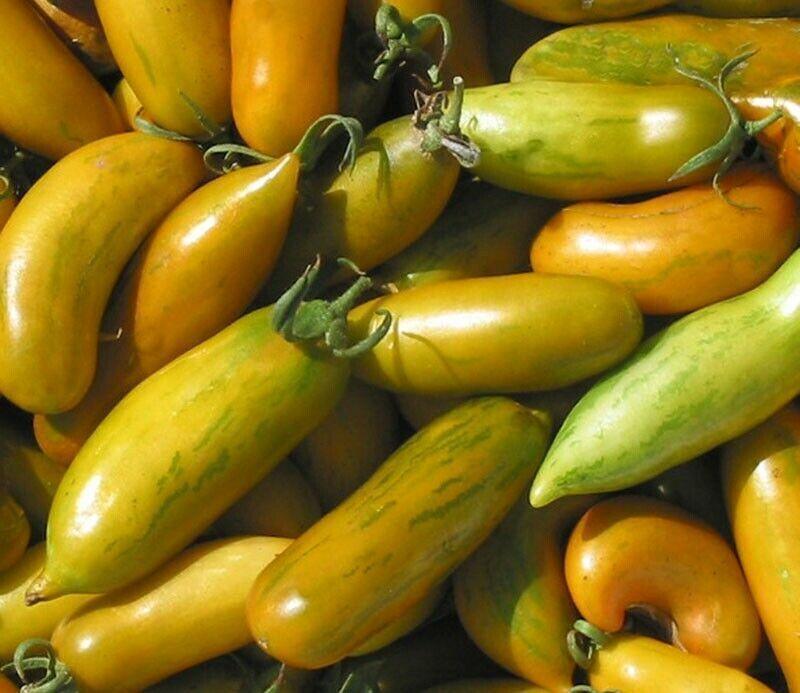 30 Green Sausage Heirloom Tomato Seeds - Seed World