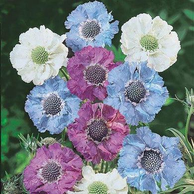 30 Isaac House Scabiosa Pincushion Seeds - Seed World