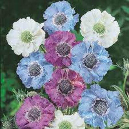 30 Isaac House Scabiosa Pincushion Seeds - Seed World