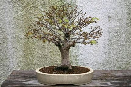 30 Japanese Zelkova (Zelkova Serrata) Seeds - Seed World