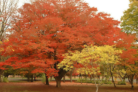 30 Japanese Zelkova (Zelkova Serrata) Seeds - Seed World