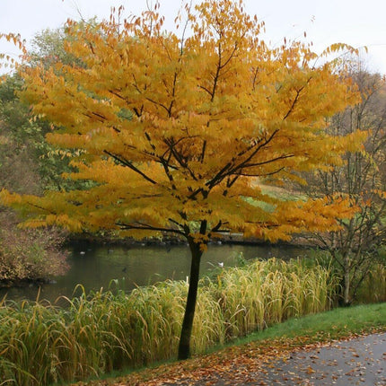 30 Japanese Zelkova (Zelkova Serrata) Seeds - Seed World