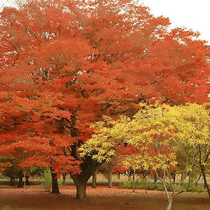30 Japanese Zelkova (Zelkova Serrata) Seeds - Seed World