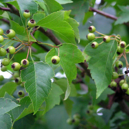 30 Japanese Zelkova (Zelkova Serrata) Seeds - Seed World