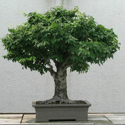30 Japanese Zelkova (Zelkova Serrata) Seeds - Seed World