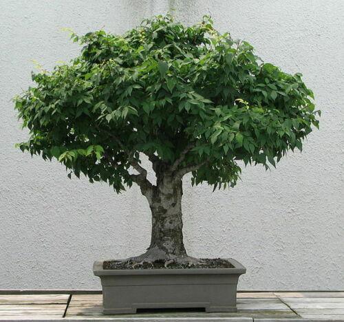 30 Japanese Zelkova (Zelkova Serrata) Seeds - Seed World