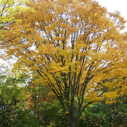 30 Japanese Zelkova (Zelkova Serrata) Seeds - Seed World