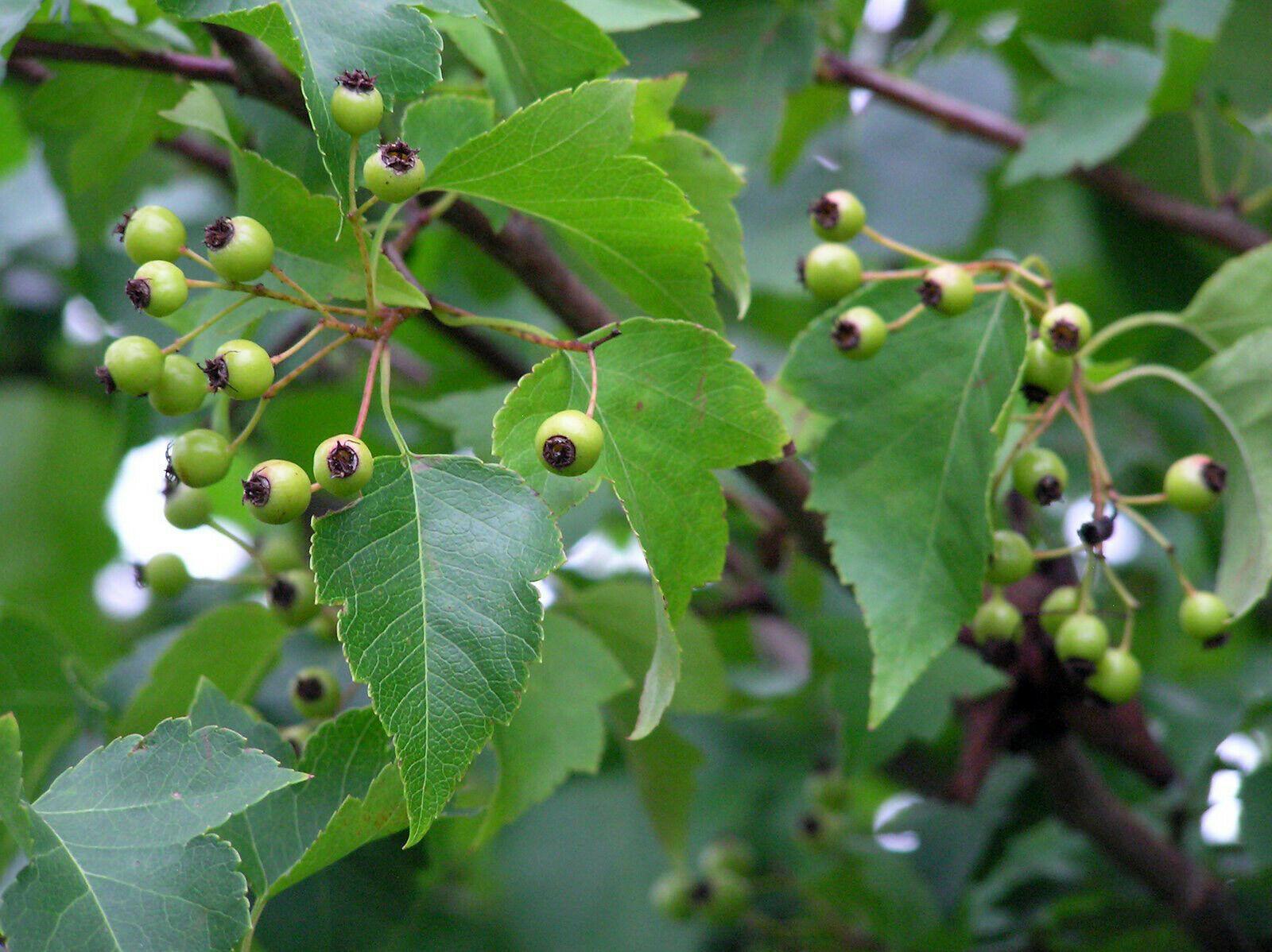 30 Japanese Zelkova (Zelkova Serrata) Seeds - Seed World