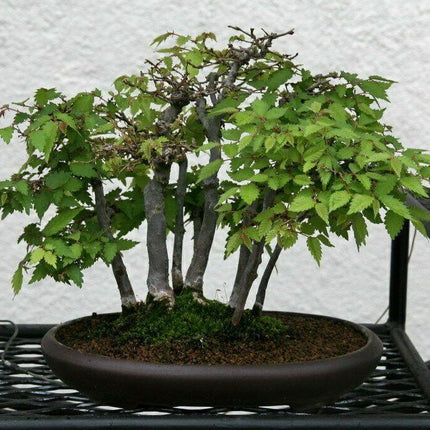 30 Japanese Zelkova (Zelkova Serrata) Seeds - Seed World