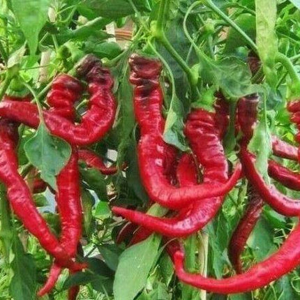 30 Jimmy Nardello Pepper Seeds - Seed World