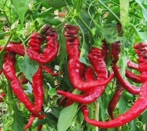 30 Jimmy Nardello Pepper Seeds - Seed World