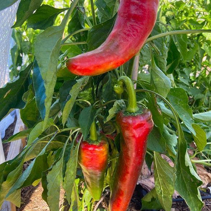 30 Jimmy Nardello Pepper Seeds - Seed World