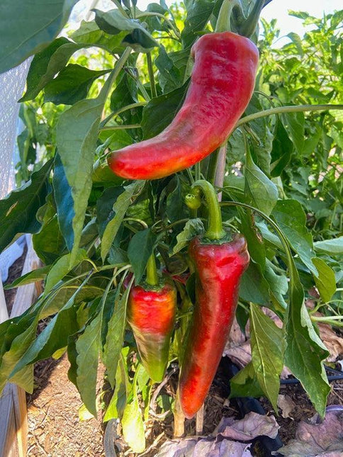 30 Jimmy Nardello Pepper Seeds - Seed World