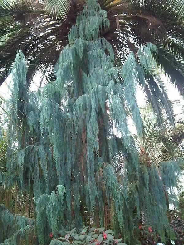 30 Kashmir Cypress (Cupressus Cashmeriana) Seeds - Seed World