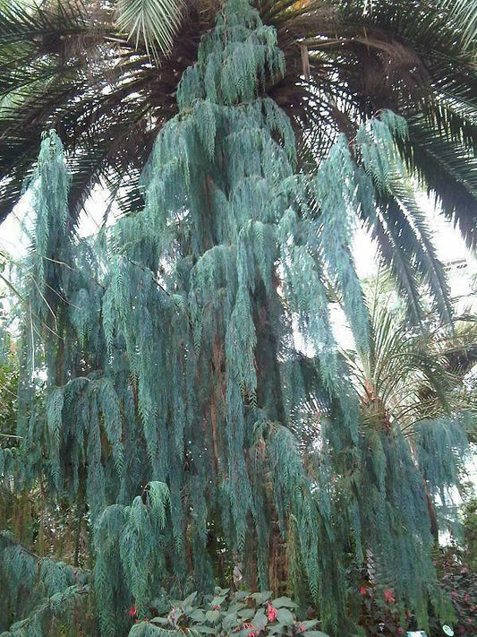 30 Kashmir Cypress (Cupressus Cashmeriana) Seeds - Seed World