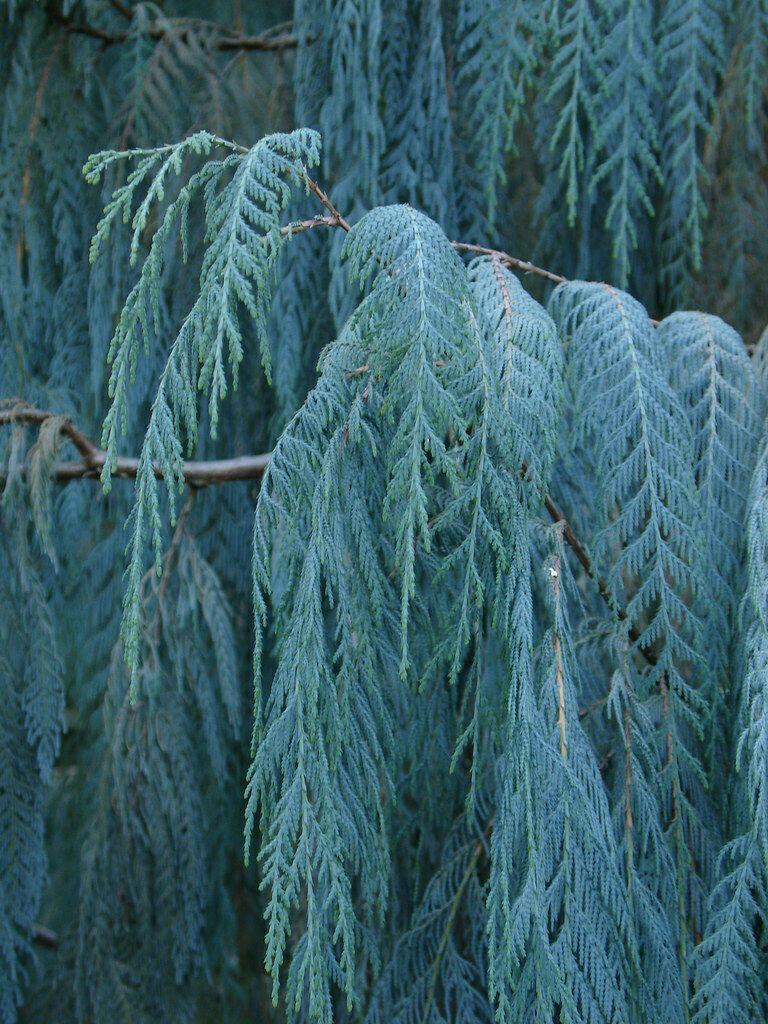 30 Kashmir Cypress (Cupressus Cashmeriana) Seeds - Seed World