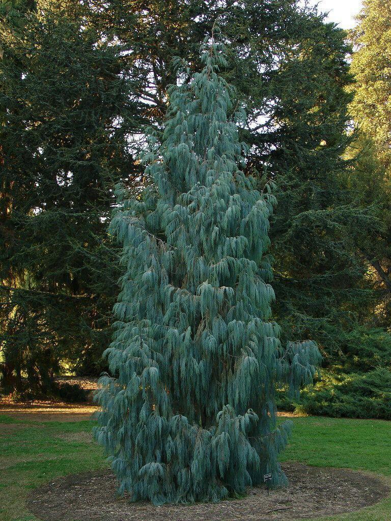 30 Kashmir Cypress (Cupressus Cashmeriana) Seeds - Seed World