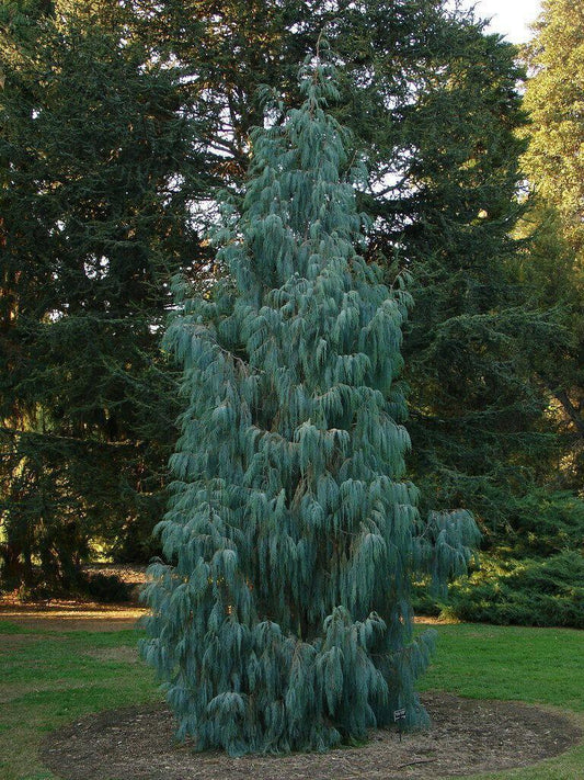 30 Kashmir Cypress (Cupressus Cashmeriana) Seeds - Seed World