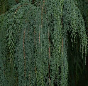 30 Kashmir Cypress (Cupressus Cashmeriana) Seeds - Seed World