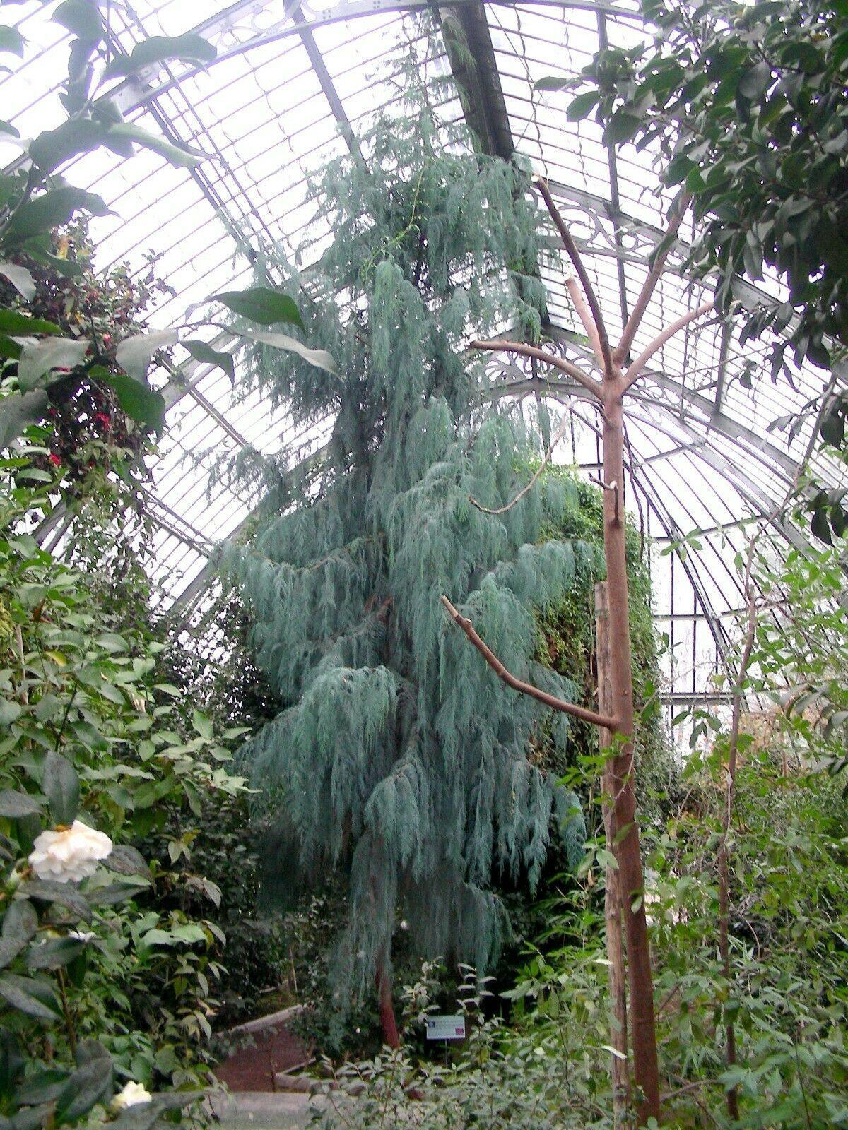 30 Kashmir Cypress (Cupressus Cashmeriana) Seeds - Seed World