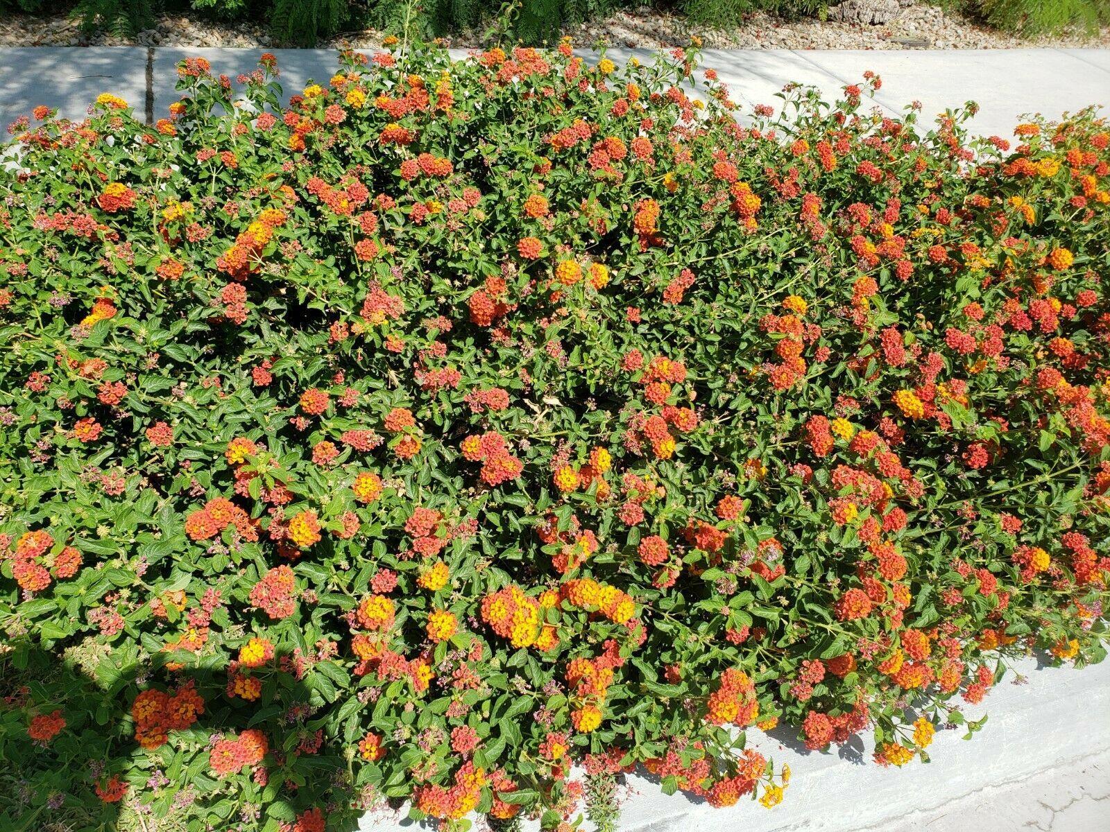 30 Lantana Camara | Miss Huff Seeds - Seed World