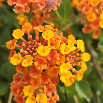 30 Lantana Camara Seeds - Seed World