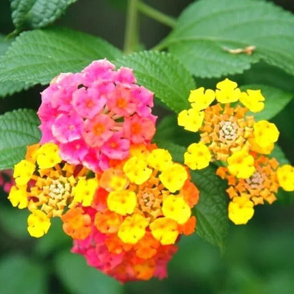30 Lantana Camara Seeds - Seed World