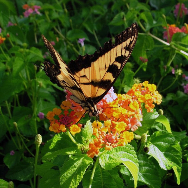 Lantana camara Seeds – product image 1
