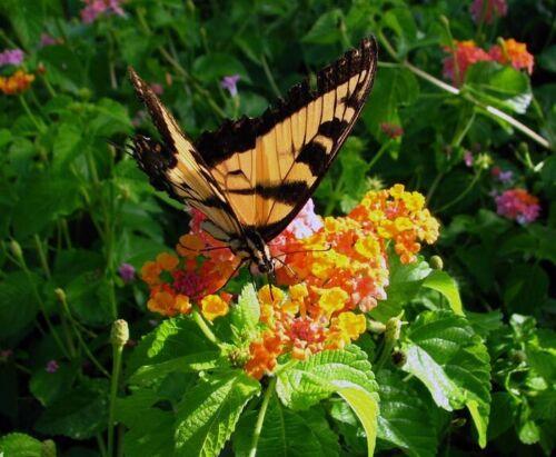 30 Lantana Camara Seeds - Seed World