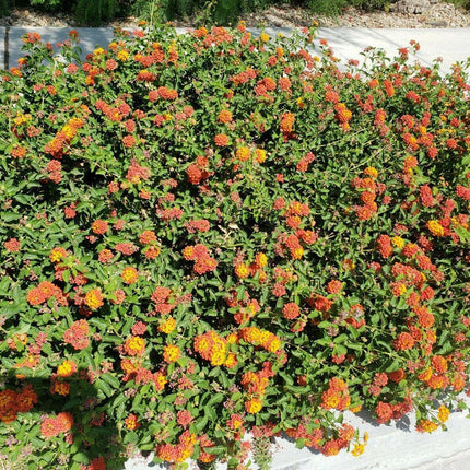 30 Lantana Camara Seeds - Seed World