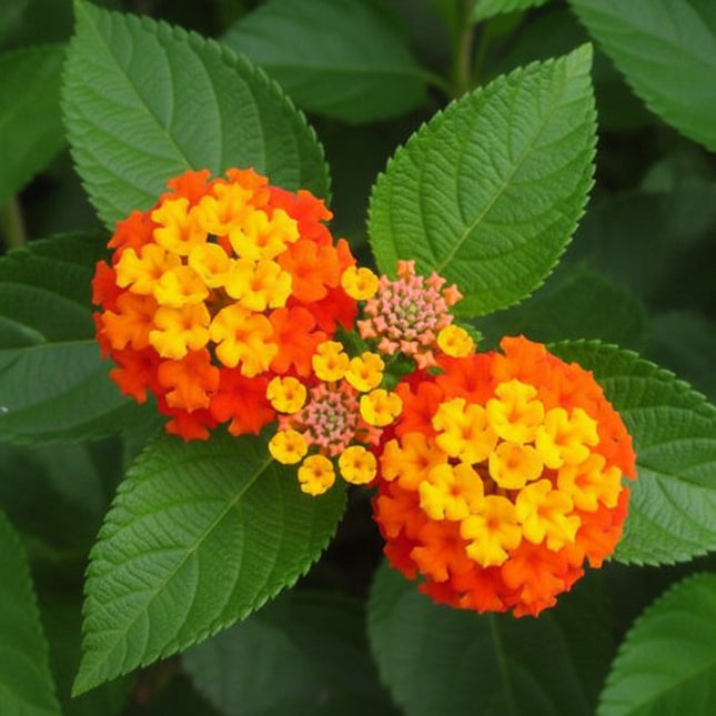 Lantana camara Seeds – product image 2