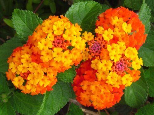 30 Lantana Camara Seeds - Seed World