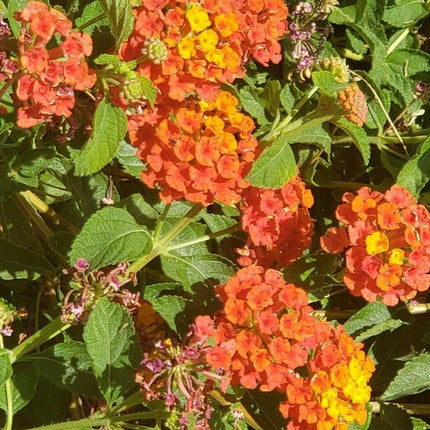 30 Lantana Camara Seeds - Seed World