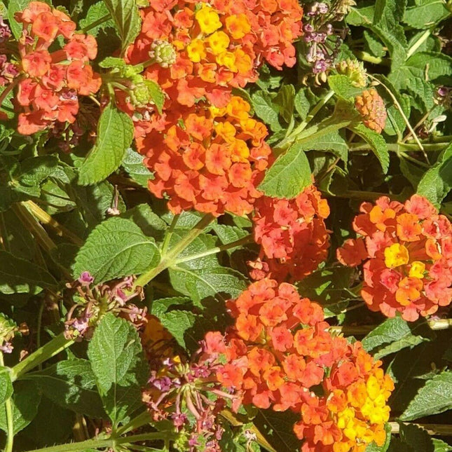 30 Lantana Camara Seeds - Seed World