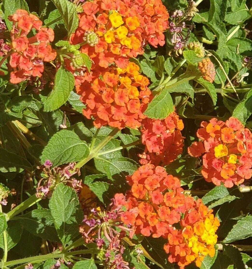 30 Lantana Camara Seeds - Seed World