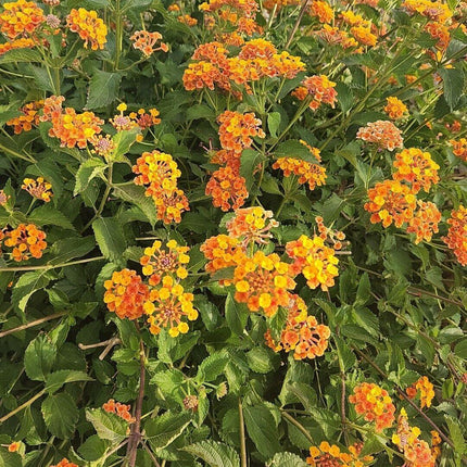 30 Lantana Camara Seeds - Seed World