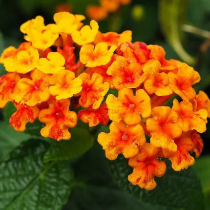 30 Lantana Camara Seeds - Seed World