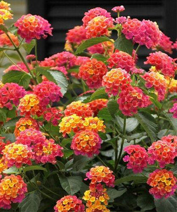 30 Lantana Camara Seeds - Seed World