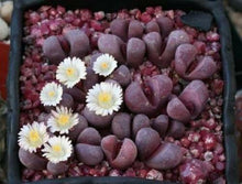 30 Lithops Optica Rubra Rare Seeds - Seed World