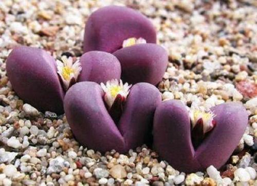 30 Lithops Optica Rubra Rare Seeds - Seed World