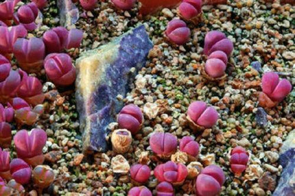 30 Lithops Optica Rubra Rare Seeds - Seed World